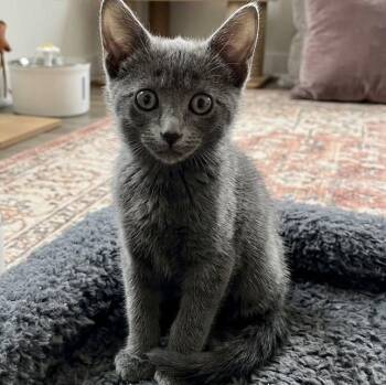 Miss Furr -  Domestic Short Hair Cat for Adoption in Boca Raton, Florida - Miss Furr | PetCurious