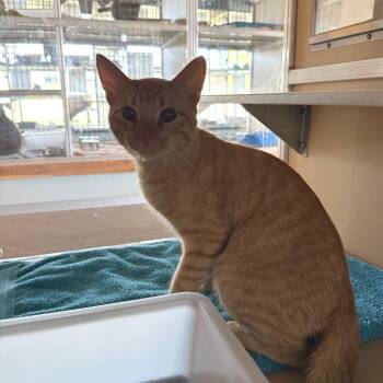 Bucky -  Domestic Short Hair Cat for Adoption in Leander, Texas - Bucky | PetCurious
