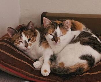 Rescue Calico Cats for Adoption in Mount Clemens, Michigan - Angel & Stormy | PetCurious