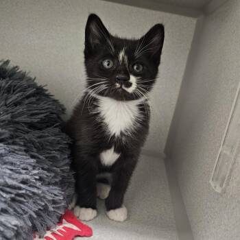 Rex -  Domestic Short Hair Cat for Adoption in Priest River, Idaho - Rex | PetCurious