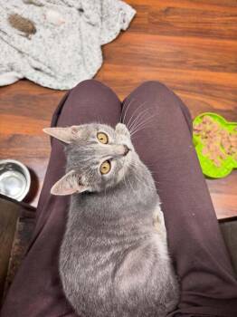 Daphne -  Domestic Short Hair Cat for Adoption in Breinigsville, Pennsylvania - Daphne | PetCurious