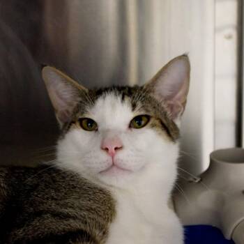 Domestic Short Hair Cats Available for Adoption - Skipper | PetCurious