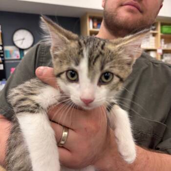 Yellowstone -  Domestic Short Hair Cat for Adoption in Bloomington, Illinois - Yellowstone | PetCurious