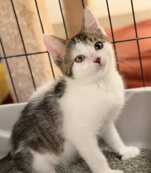 Pugsley -  Domestic Short Hair Cat Available for Adoption in Allegan, Michigan - Pugsley | PetCurious