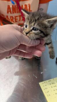 Hinterwald -  Domestic Short Hair Cat for Adoption in Evansville, Indiana - Hinterwald | PetCurious