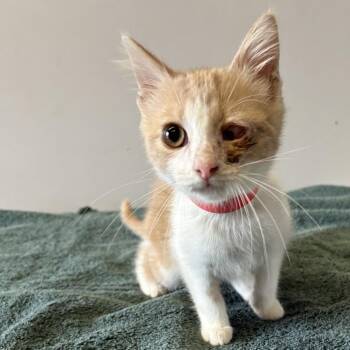 IVHS-Stray-139772 -  Domestic Short Hair Cat for Adoption in San Gabriel, California - IVHS-Stray-139772 | PetCurious