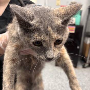 Khaleesi -  Domestic Short Hair Cat for Adoption in Des Moines, Iowa - Khaleesi | PetCurious