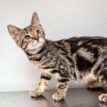 Jelly -  Domestic Short Hair Cat for Adoption in Hattiesburg, Mississippi - Jelly | PetCurious