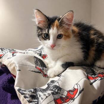 Plum -  Domestic Short Hair Cat for Adoption in Madison, Wisconsin - Plum | PetCurious