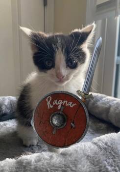 Rescue Domestic Short Hair Cats for Adoption in Goodlettsville, Tennessee - Ragner | PetCurious