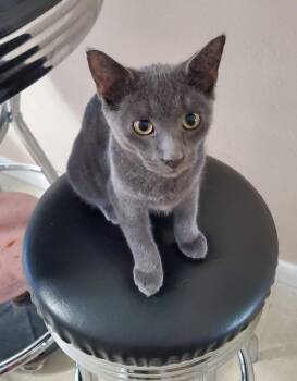 Stormy -  Domestic Short Hair Cat for Adoption in Oviedo, Florida - Stormy | PetCurious