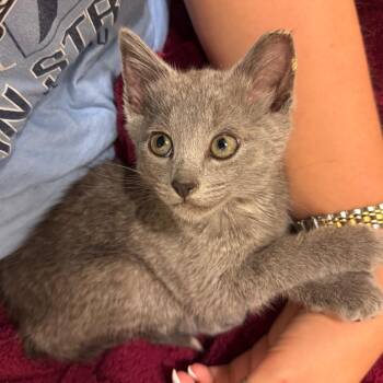 Scottie -  Domestic Short Hair Cat for Adoption in Durham, North Carolina - Scottie | PetCurious