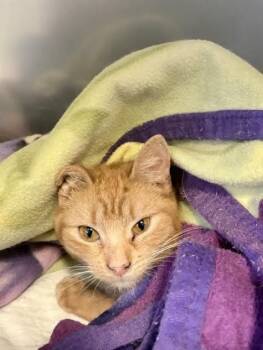 Domestic Short Hair Cats Available for Adoption - Minnie | PetCurious