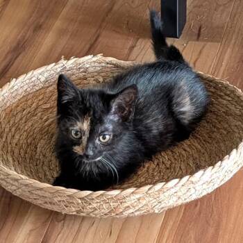 Christine -  Domestic Short Hair Cat for Adoption in Lexington, Kentucky - Christine | PetCurious
