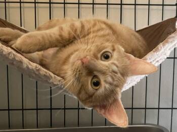 Georgia-Lynn OR14489-T -  Domestic Short Hair Cat for Adoption in Missouri City, Texas - Georgia-Lynn OR14489-T | PetCurious
