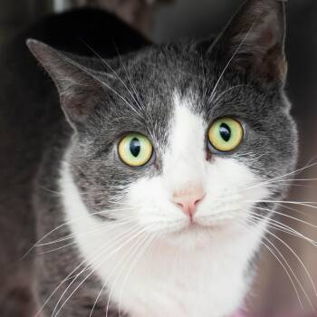 Domestic Short Hair Cats Available for Adoption - Thor | PetCurious