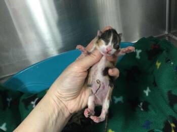 Domestic Short Hair Cats Available for Adoption in Thousand Palms, California - A1912504 | PetCurious