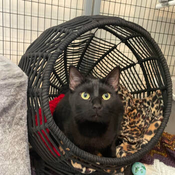 Rescue Domestic Short Hair Cats for Adoption in Johnson City, Tennessee - Karma | PetCurious