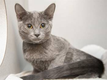 Domestic Short Hair Cats Available for Adoption - PEPPER | PetCurious