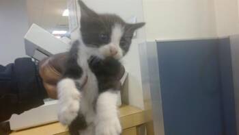 Domestic Short Hair Cats Available for Adoption - WIGGLES | PetCurious