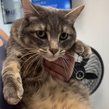 Domestic Short Hair Cats Available for Adoption in Des Moines, Iowa - Morpheus -- Bonded Buddy With Miss Girl | PetCurious
