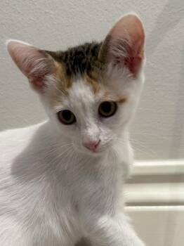 Ginger -  Domestic Medium Hair and Turkish Van Cat for Adoption in Houston, Texas - Ginger | PetCurious
