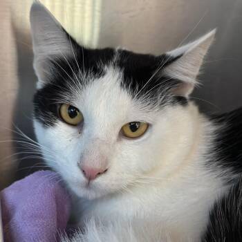 Panda -  Domestic Short Hair Cat for Adoption in Matteson, Illinois - Panda | PetCurious