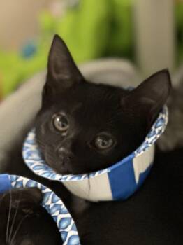 Domestic Short Hair Cats Available for Adoption in Alexandria, Virginia - Mango | PetCurious