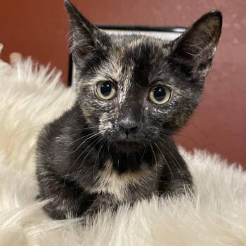 Rescue Domestic Short Hair and Tortoiseshell Cats for Adoption in Lacon, Illinois - Whisper | PetCurious
