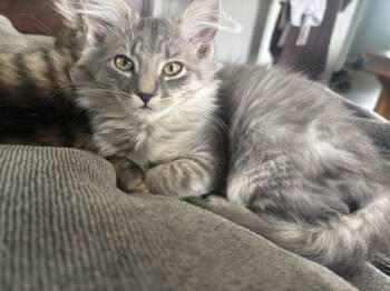 Percy -  Domestic Long Hair Cat for Adoption in Kirklin, Indiana - Percy | PetCurious