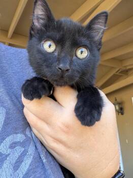 Smudge -  Domestic Medium Hair Cat for Adoption in Sonora, California - Smudge | PetCurious