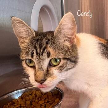 Candy -  Domestic Short Hair Cat for Adoption in Knoxville, Tennessee - Candy | PetCurious