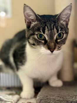 Rescue Domestic Short Hair and Tabby Cats for Adoption in Antioch, California - Judy | PetCurious