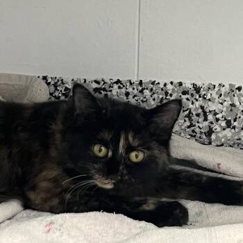 Rescue Tortoiseshell Cats for Adoption in St. Louis, Missouri - Buffy | PetCurious