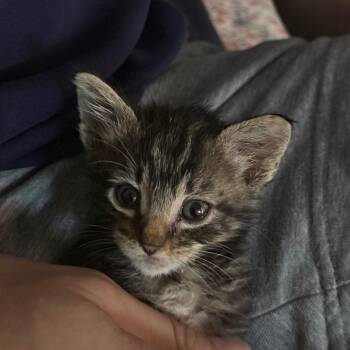 Asa -  Domestic Short Hair Cat for Adoption in Auburn, Alabama - Asa | PetCurious