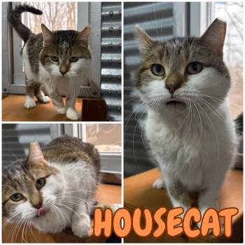 Rescue Domestic Short Hair Cats for Adoption in Pierceton, Indiana - Housecat - Silo | PetCurious