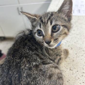 Domestic Short Hair Cats Available for Adoption in Auburn, Alabama - Kavir | PetCurious