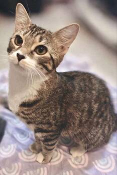 Domestic Short Hair Cats Available for Adoption - Churro 7644 | PetCurious