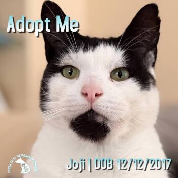 Rescue Domestic Short Hair and American Shorthair Cats for Adoption in Hermosa Beach, California - Joji Aka Joe | PetCurious