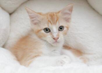 Jean Grey -  Domestic Short Hair Cat for Adoption in Sedalia, Colorado - Jean Grey | PetCurious