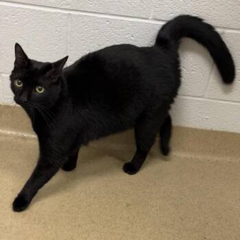SARDINI -  Domestic Short Hair Cat for Adoption in Derwood, Maryland - SARDINI | PetCurious