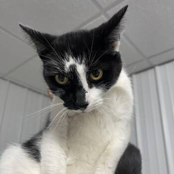 Domestic Short Hair Cats Available for Adoption - Cora | PetCurious