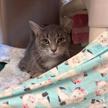 Grey -  Domestic Short Hair Cat for Adoption in Goshen, Indiana - Grey | PetCurious