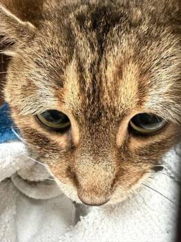 Poo -  Domestic Short Hair Cat for Adoption in Austin, Texas - Poo | PetCurious
