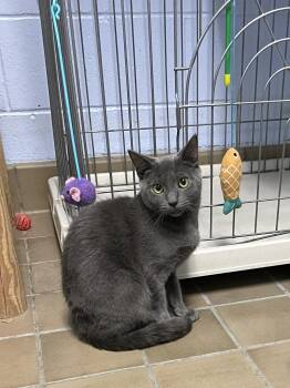 Rescue Domestic Short Hair Cats for Adoption in Wantagh, New York - Miso | PetCurious