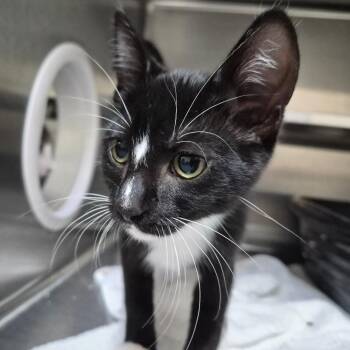 Anning 29726 -  Siamese and Domestic Short Hair Cat for Adoption in Middleburg, Florida - Anning 29726 | PetCurious
