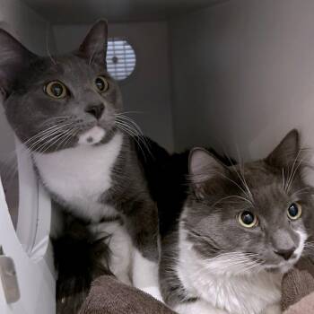 Domestic Long Hair Cats Available for Adoption - Dorian Grey | PetCurious