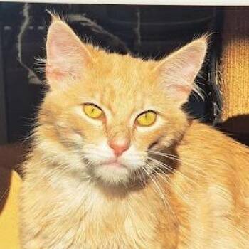 Domestic Medium Hair Cats Available for Adoption in Chicago, Illinois - Kirk | PetCurious