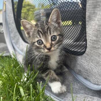 Orion: Visit me at Elkhart PetSmart! -  Domestic Short Hair Cat for Adoption in Bristol, Indiana - Orion: Visit Me At Elkhart PetSmart! | PetCurious