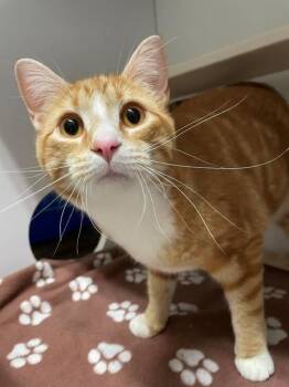 Topaz -  Domestic Short Hair Cat for Adoption in Hayward, Wisconsin - Topaz | PetCurious